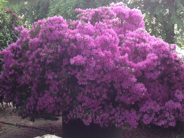 AZALEA ESEMPLARE VENDITA